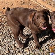labrador retriever puppy posted by rufflabs