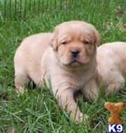 labrador retriever puppy posted by rufflabs