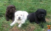 labrador retriever puppy posted by rufflabs