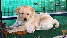 labrador retriever puppy posted by rufflabs