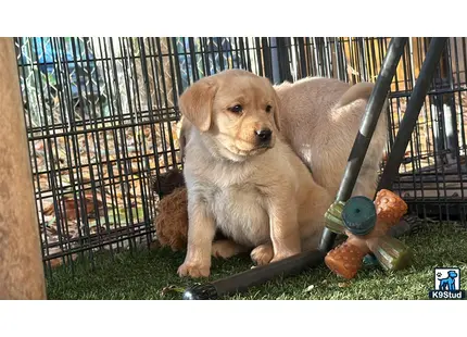 a labrador retriever puppy in a cage