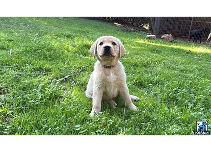 a labrador retriever dog sitting in the grass