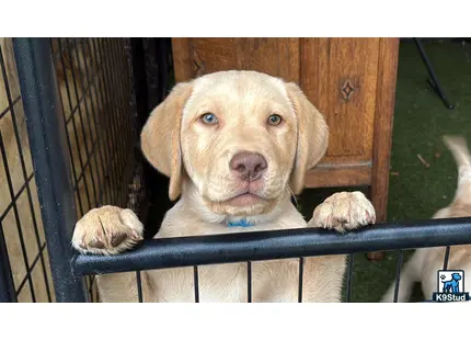 a labrador retriever dog looking through a fence