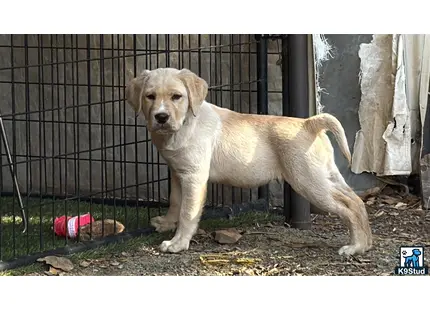 a labrador retriever dog in a cage