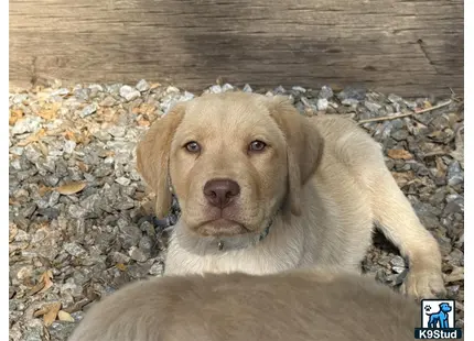 a labrador retriever dog lying on a rock