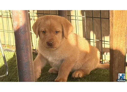 a labrador retriever puppy in a cage