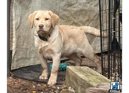 a labrador retriever dog standing on a rock