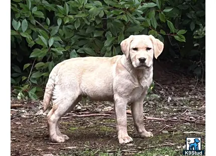 a labrador retriever dog standing in front of a bush