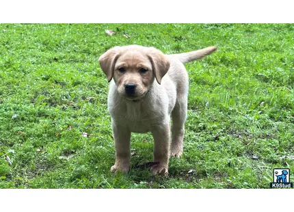 a labrador retriever dog standing on grass