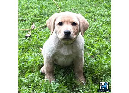 a labrador retriever puppy sitting in grass