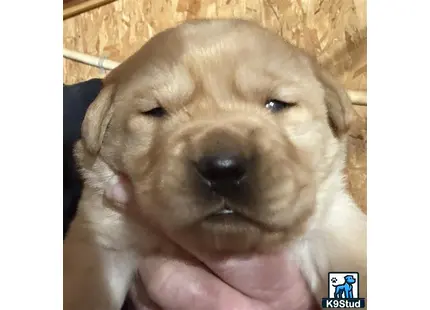 a labrador retriever dog with its mouth open