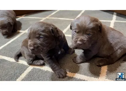 a couple of labrador retriever puppies lying on the ground