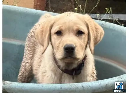 a labrador retriever dog lying on a blue surface