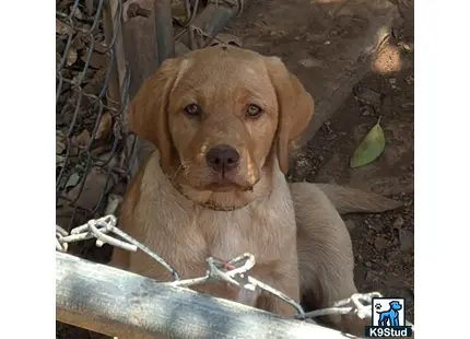 a labrador retriever dog sitting on a log