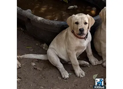 a labrador retriever dog sitting on the ground