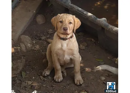 a labrador retriever dog sitting on the ground