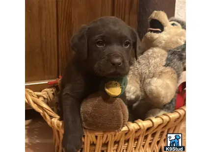 a labrador retriever dog in a basket