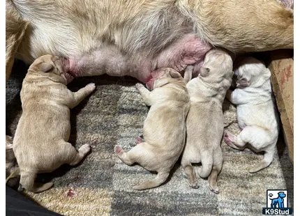 a labrador retriever dog and several baby labrador retriever puppies