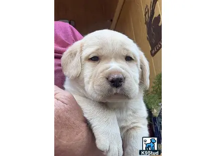a white labrador retriever puppy in a persons lap