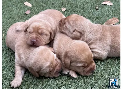 a group of labrador retriever puppies lying on grass