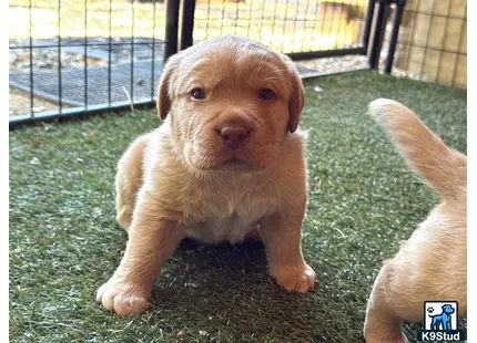 a labrador retriever puppy standing on grass