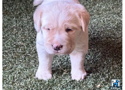 a labrador retriever puppy walking on grass