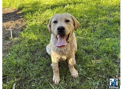 a labrador retriever dog sitting in the grass