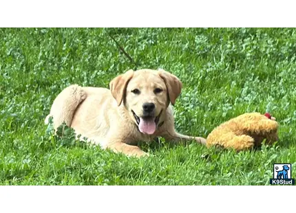 a labrador retriever dog lying in the grass
