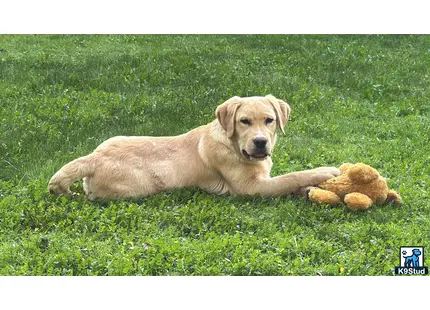 a labrador retriever dog lying in the grass