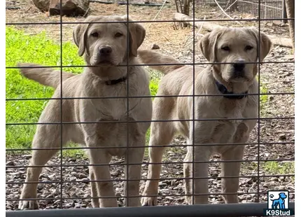 a couple of labrador retriever dogs behind a fence