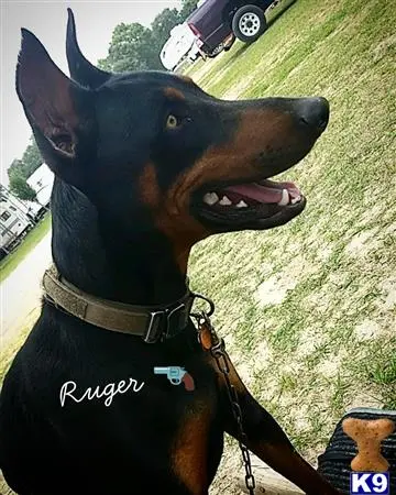 Doberman Pinscher