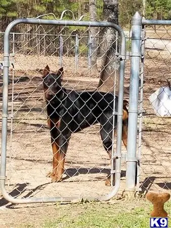 Doberman Pinscher stud dog