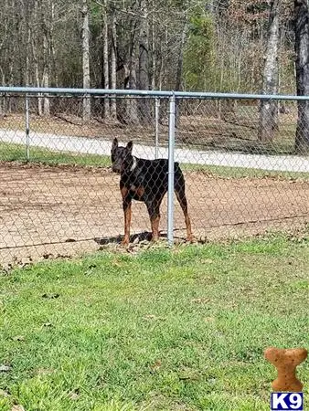 Doberman Pinscher stud dog