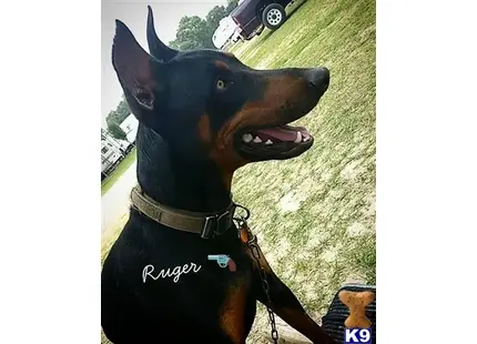 Doberman Pinscher