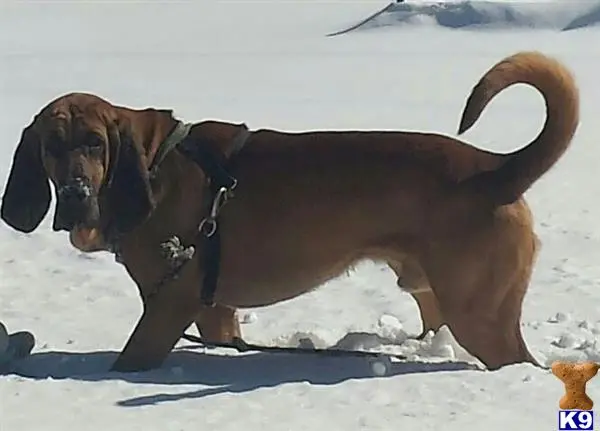 Bloodhound