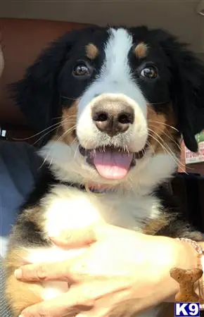 Bernese Mountain Dog stud dog