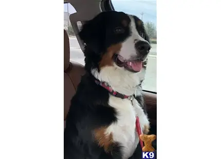 Bernese Mountain Dog