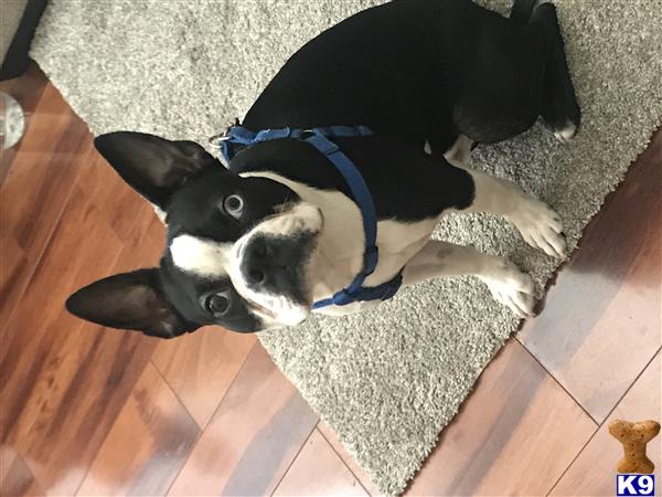 Boston Terrier