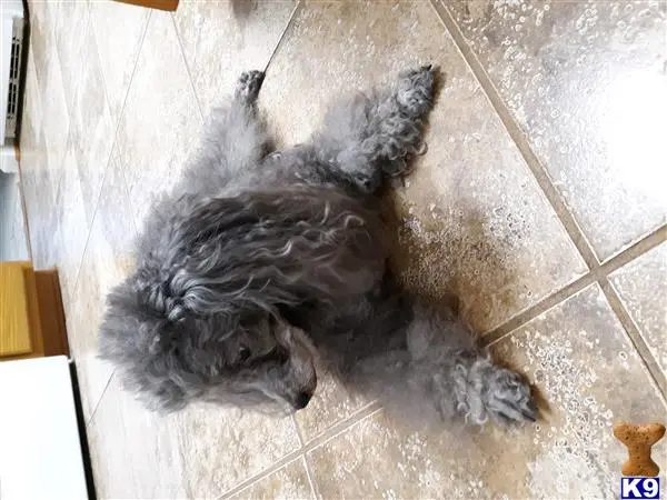 Poodle stud dog: a poodle dog lying on the floor
