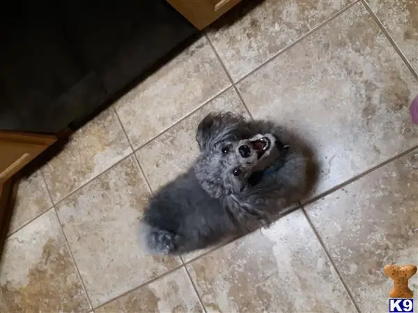 Poodle stud dog: a poodle dog holding a toy