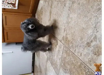 Poodle stud dog: a poodle dog standing on a tile floor