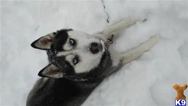 Siberian Husky