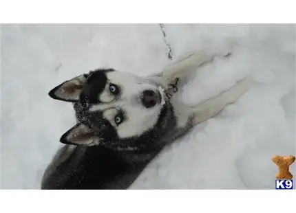 Siberian Husky