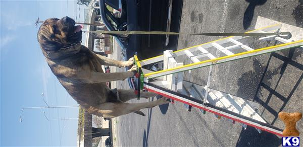 a monkey standing on a trampoline