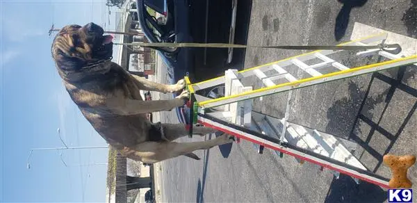 Cane Corso stud dog