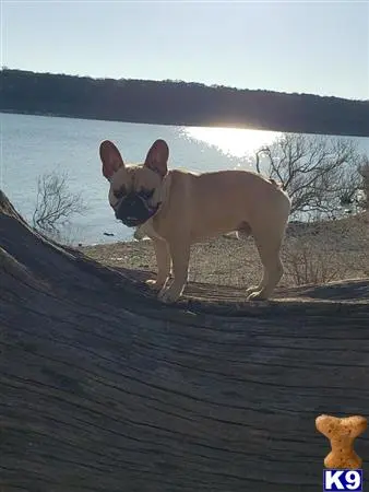 French Bulldog stud dog