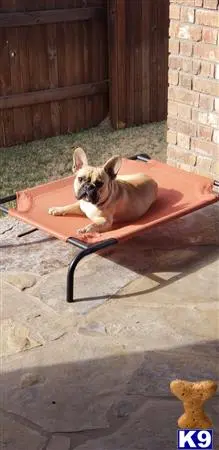 French Bulldog stud dog