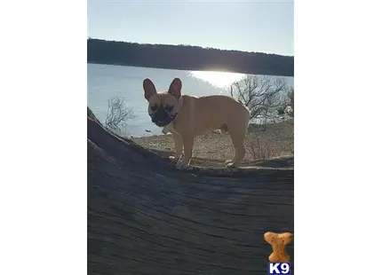 a french bulldog dog standing on a wood deck