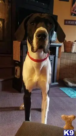 Great Dane