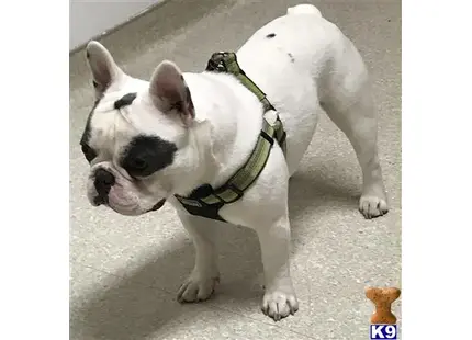 a french bulldog dog with a green collar